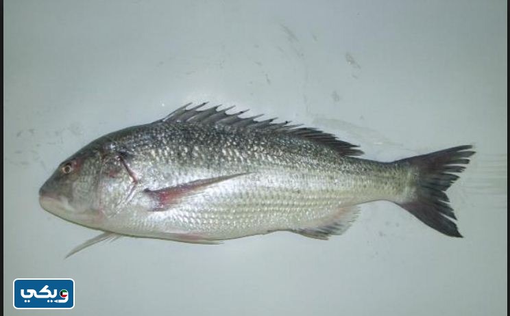 اماكن صيد سمك السبيطي في الكويت