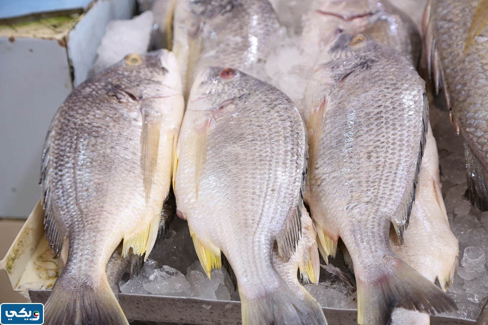 اماكن صيد سمك الشعم في الكويت