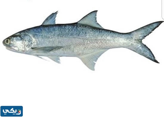 اماكن صيد سمك الشيم في الكويت