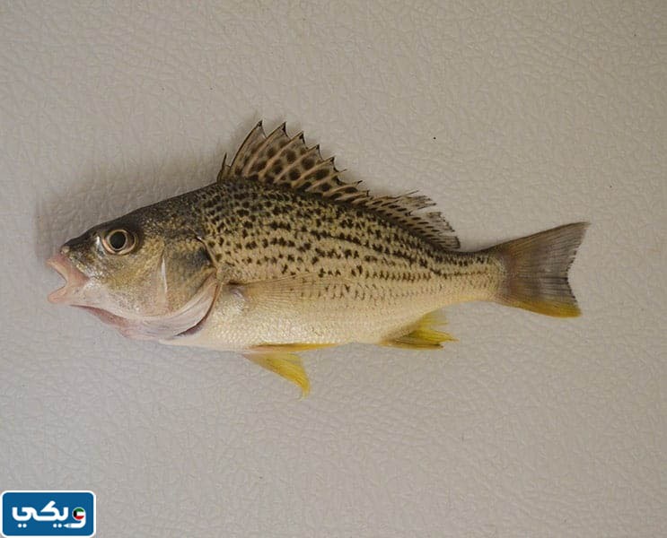 اماكن صيد سمك النقرور في الكويت