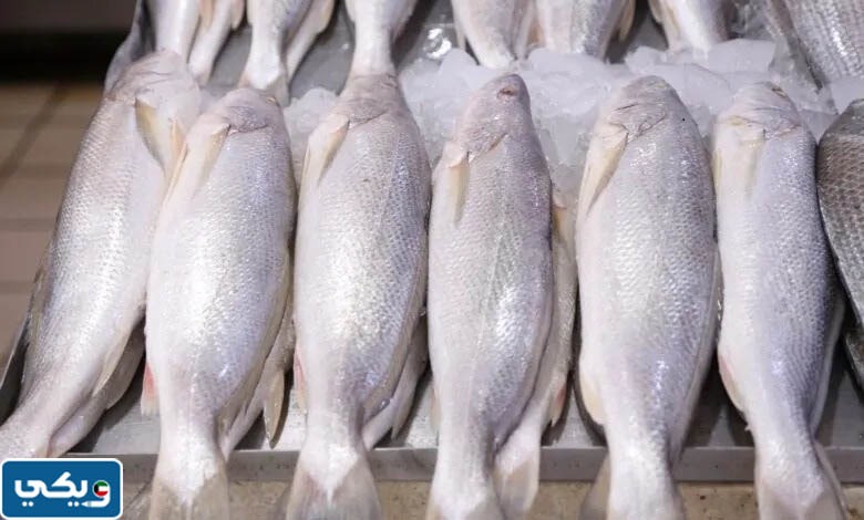 اماكن صيد سمك النويبي في الكويت