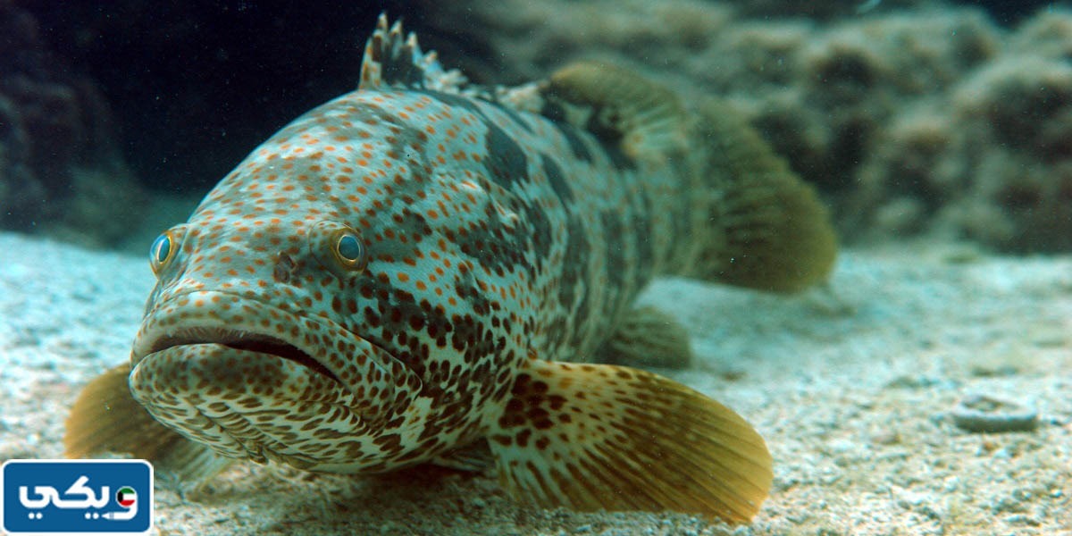 اماكن صيد سمك الهامور في الكويت
