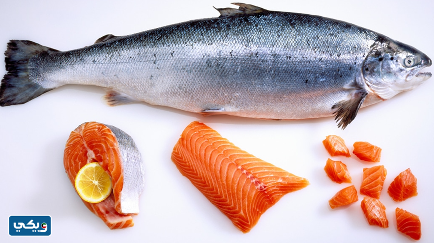 سمك سلمون