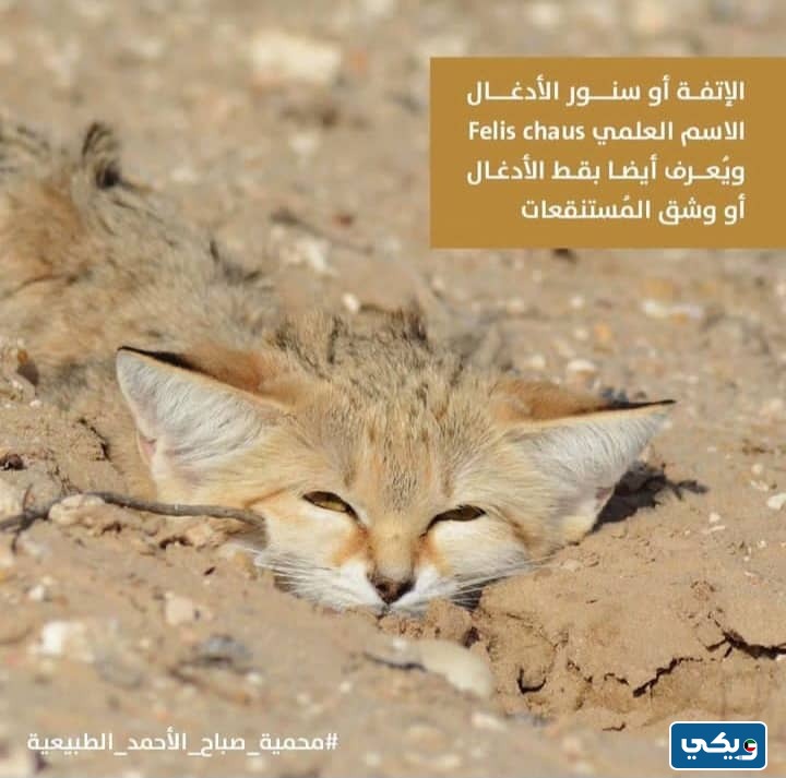 صور حيوانات محمية صباح الاحمد الطبيعية في الكويت