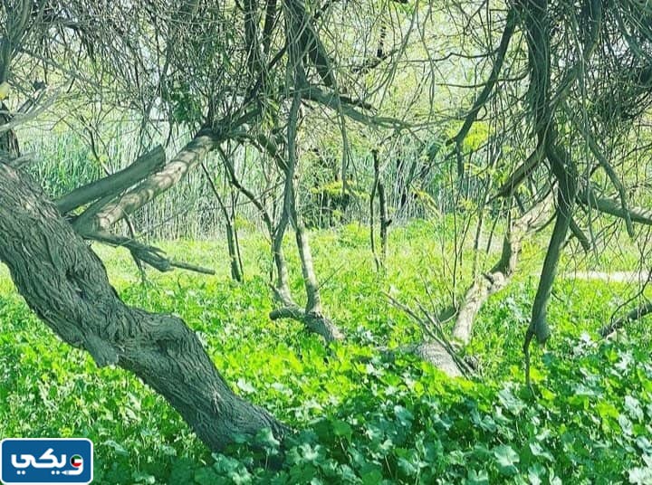 عنوان محمية صباح الاحمد الطبيعية في الكويت