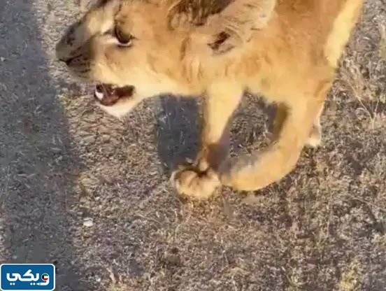 من هو صاحب شبل منطقة صباح الاحمد بالكويت