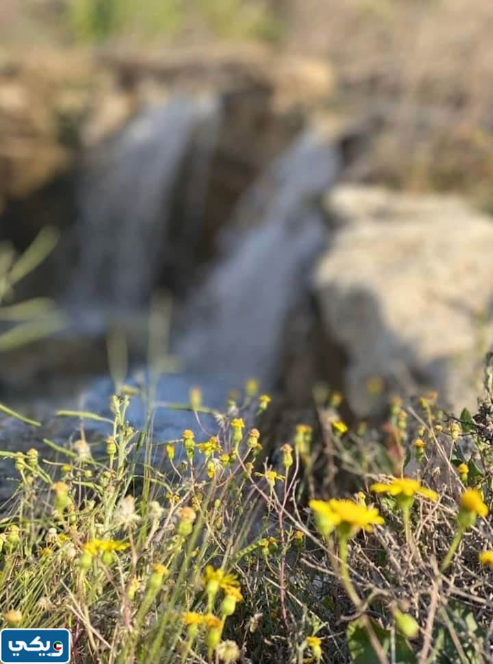 صور عن محمية صباح الاحمد