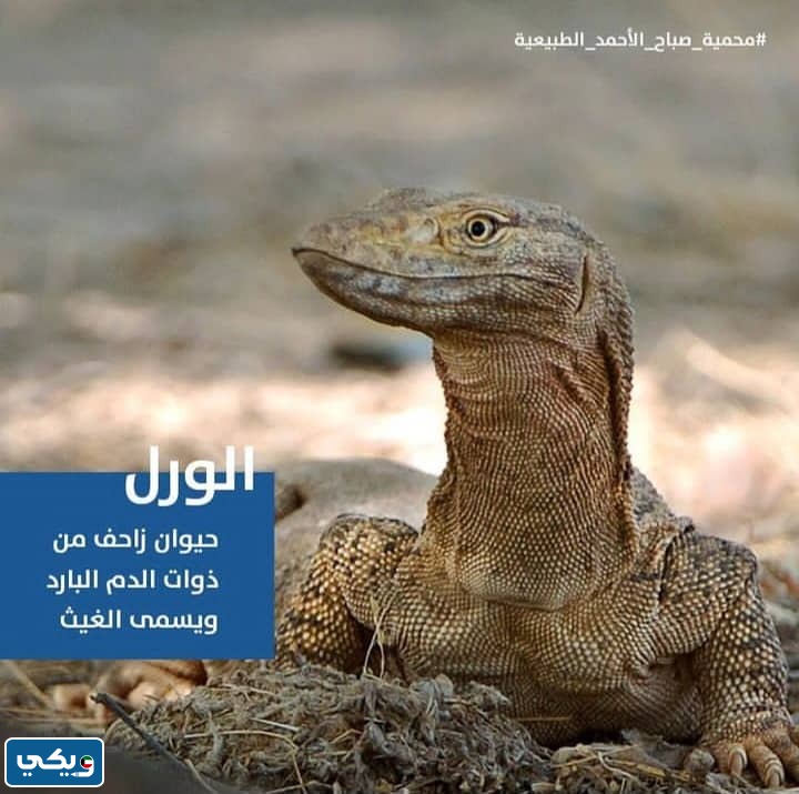 صور حيوانات محمية صباح الاحمد الطبيعية في الكويت