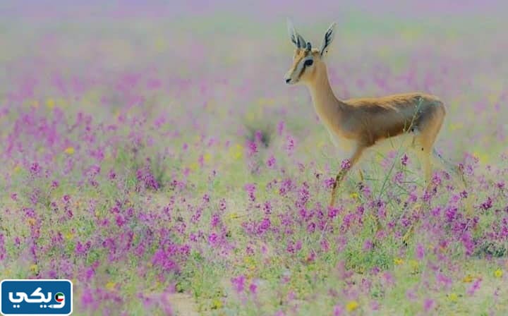مواعيد العمل محمية صباح الاحمد الطبيعية في الكويت