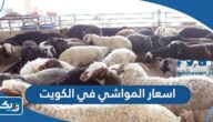 اسعار المواشي في الكويت 2026 “الدليل الكامل”
