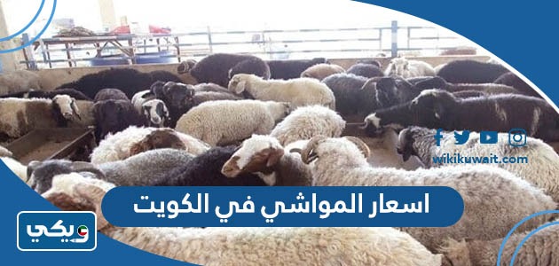 اسعار المواشي في الكويت
