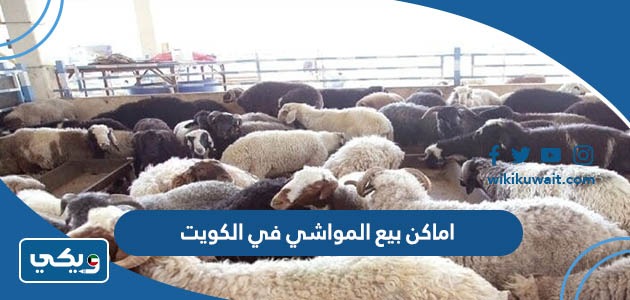 اماكن بيع المواشي في الكويت