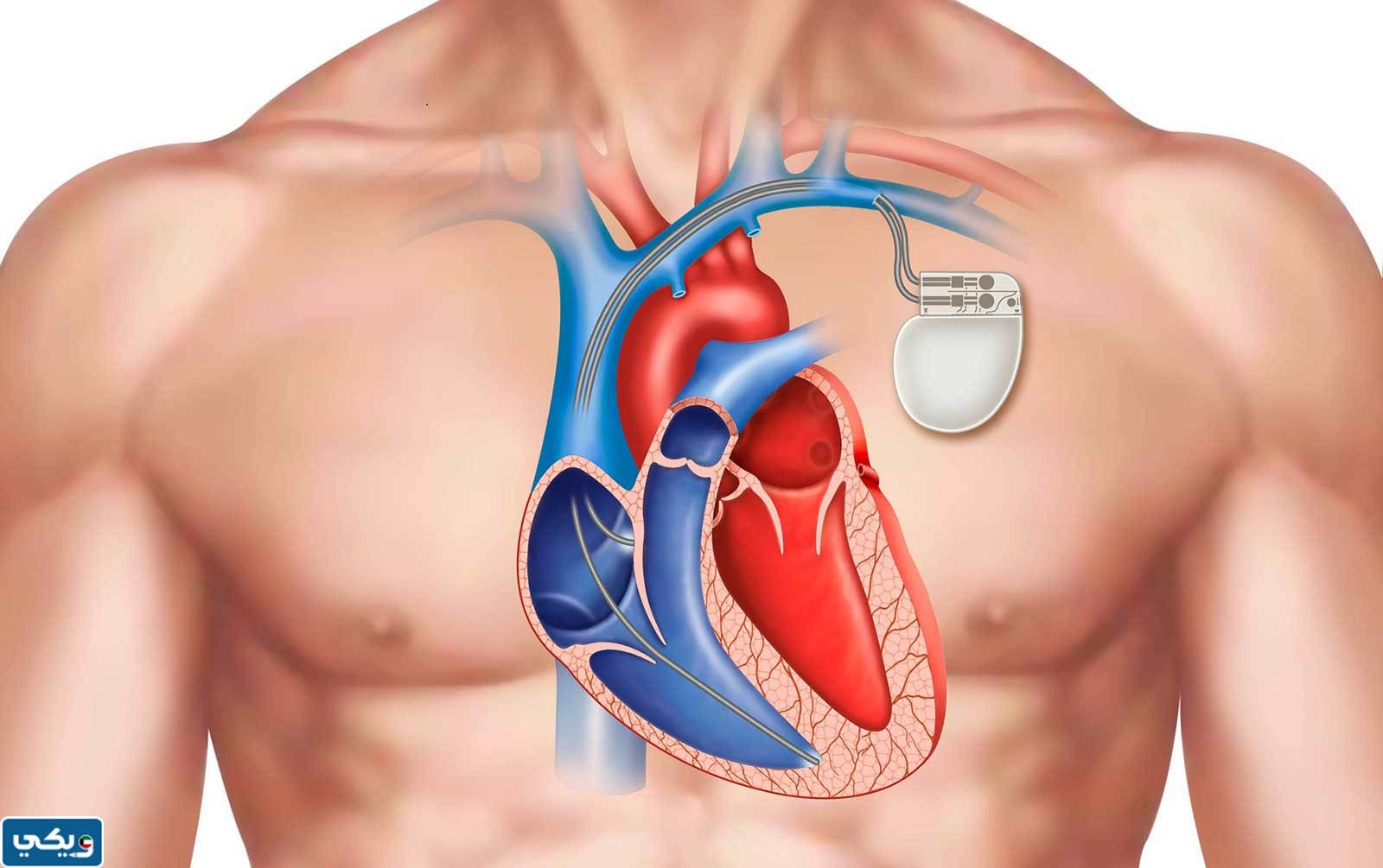 سعر جهاز تقوية عضلة القلب في الكويت