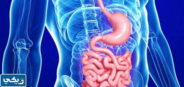 خاتمة موضوع عن الجهاز الهضمي ووظائفه