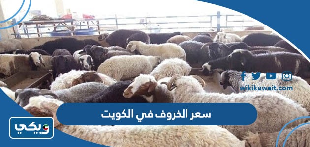 سعر الخروف في الكويت