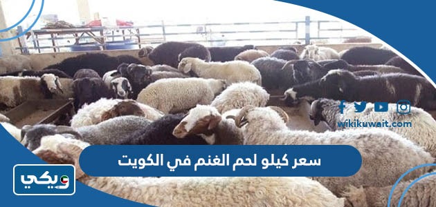سعر كيلو لحم الغنم في الكويت