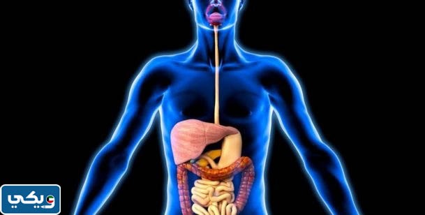 موضوع عن الجهاز الهضمي ووظائفه