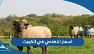 كم اسعار الاضاحي في الكويت 2023 واماكن بيعها كم اسعار الاضاحي في الكويت 2023 واماكن بيعها