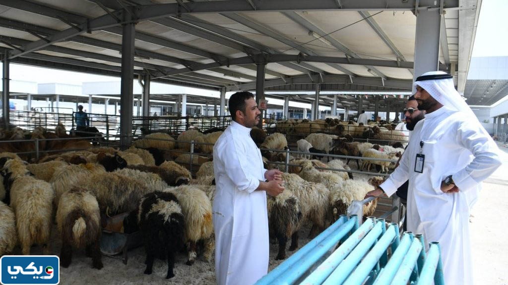 اسعار الاضاحي في الكويت