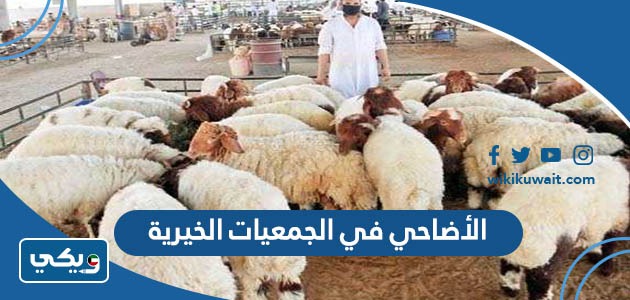 الأضاحي في الجمعيات الخيرية