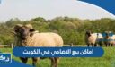 اماكن بيع الاضاحي في الكويت 2026