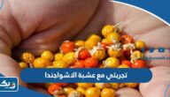 تجربتي مع عشبة الاشواجندا من بيت الاعشاب الكويت تجربتي مع عشبة الاشواجندا من بيت الاعشاب الكويت