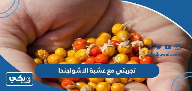 تجربتي مع عشبة الاشواجندا