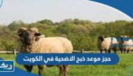 طريقة حجز موعد ذبح الاضحية في الكويت 2026 عبر منصة متى طريقة حجز موعد ذبح الاضحية في الكويت 2026 عبر منصة متى