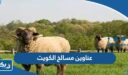 عناوين وارقام مسالخ الكويت 2026