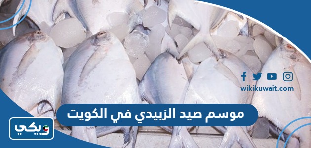 موسم صيد الزبيدي في الكويت