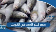 كم سعر كيلو سمك الميد في الكويت 2025 كم سعر كيلو سمك الميد في الكويت 2025