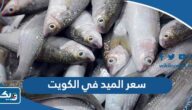 كم سعر سمك الميد في الكويت 2025 كم سعر سمك الميد في الكويت 2025