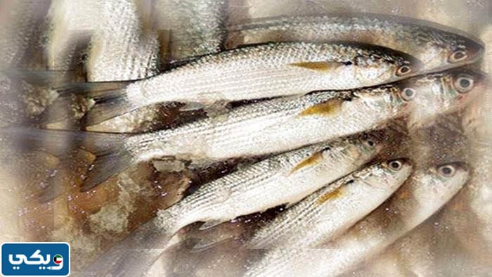 سعر الميد في الكويت