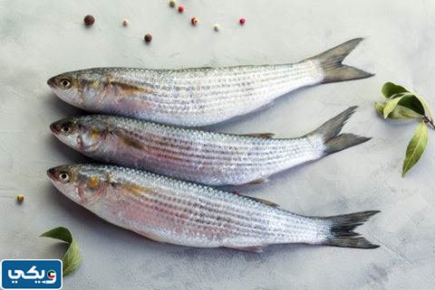 سعر الميد في الكويت