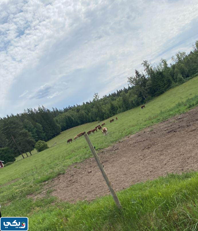 سبب تسمية منطقة العبدلي