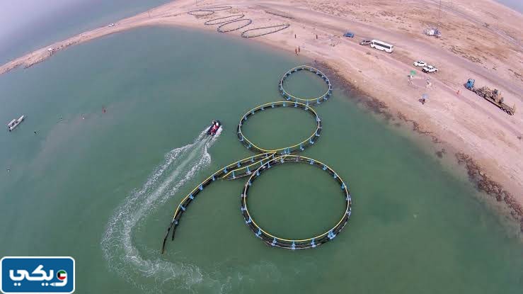 ما هو جون الكويت