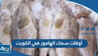 أوقات وجود سمك الهامور في الكويت خلال العام أوقات وجود سمك الهامور في الكويت خلال العام