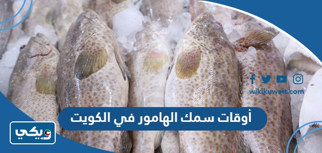 أوقات سمك الهامور في الكويت