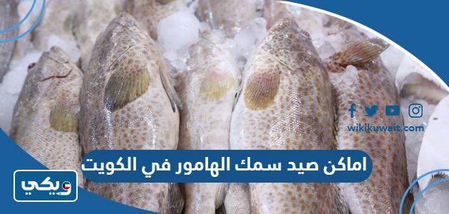 اماكن صيد سمك الهامور في الكويت