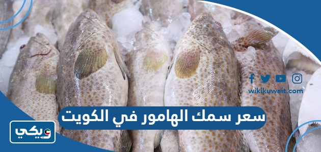 سعر سمك الهامور في الكويت