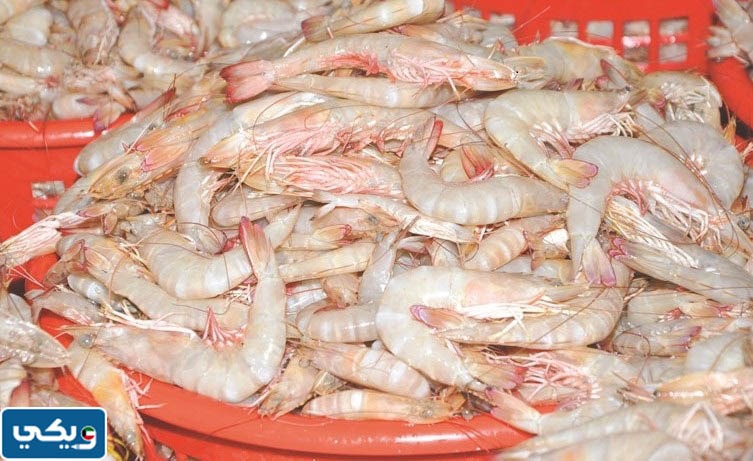 كم أسعار الروبيان في الكويت 2023