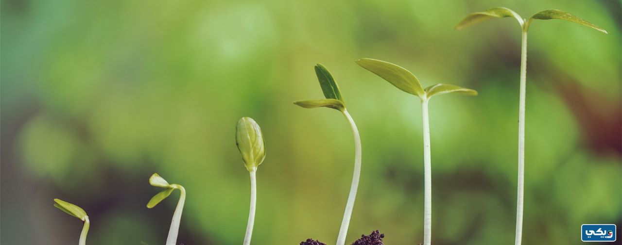 كم مدة وديعة السدرة الاستثمارية من بيت التمويل الكويتي 2023