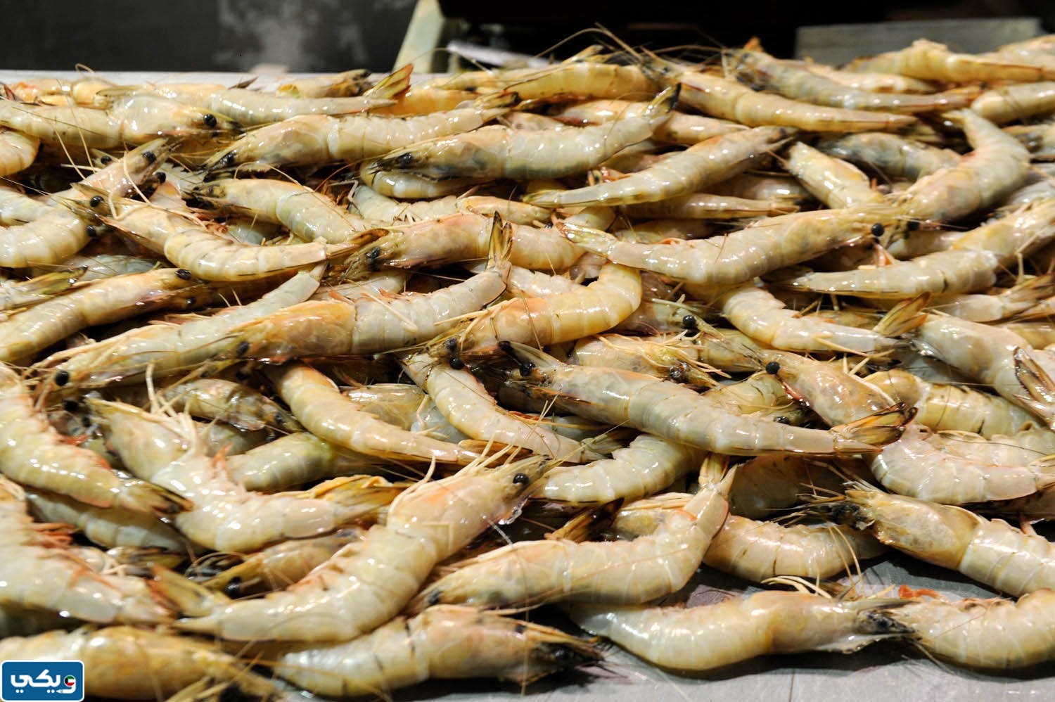 متى يبدا موسم صيد الروبيان في الكويت 2023