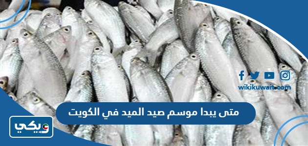 متى يبدا موسم صيد الميد في الكويت