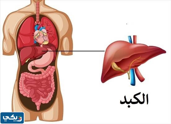 كم سعر الكبد