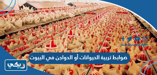 ضوابط تربية الحيوانات أو الدواجن في البيوت