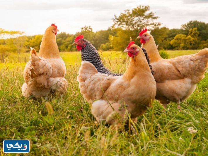 ضوابط وشروط تربية الحيوانات أو الدواجن في البيوت في الكويت