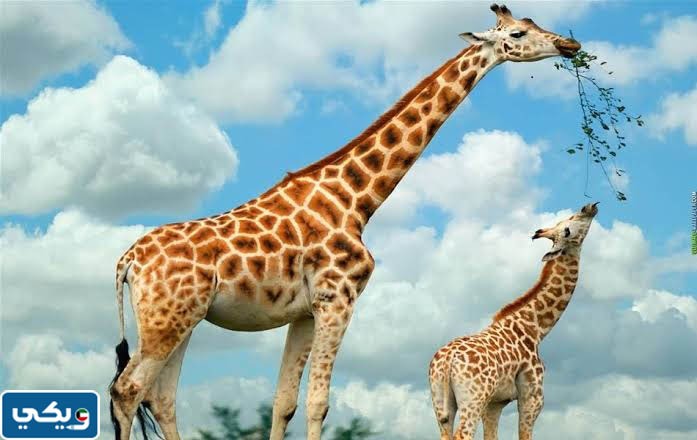 ما الصفات التي تمتلكها الزرافة للتخفي في البيئات الاستوائية العشبية