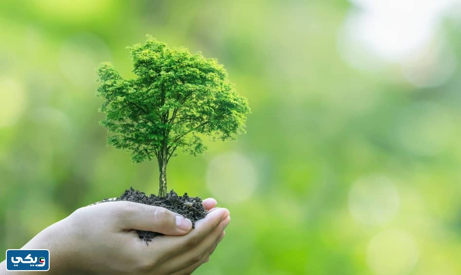 طرق حماية بيئة النباتات والحيوانات في الكويت