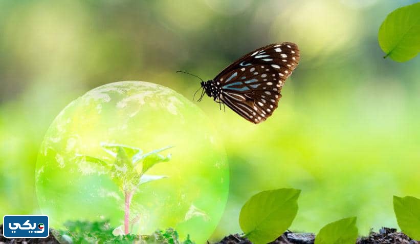 طرق حماية بيئة النباتات والحيوانات في الكويت